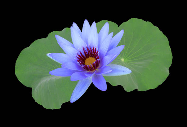 Waterlily or Lotus or Nymphaea flower. Close up blue water lily on lotus leaves isolated on black background.