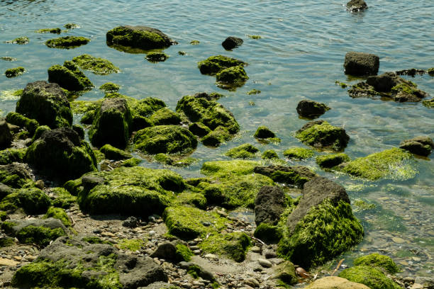 Close-up view of moss-covered rocks in the sea, with sparkling water and algae adding texture and color to the scene.