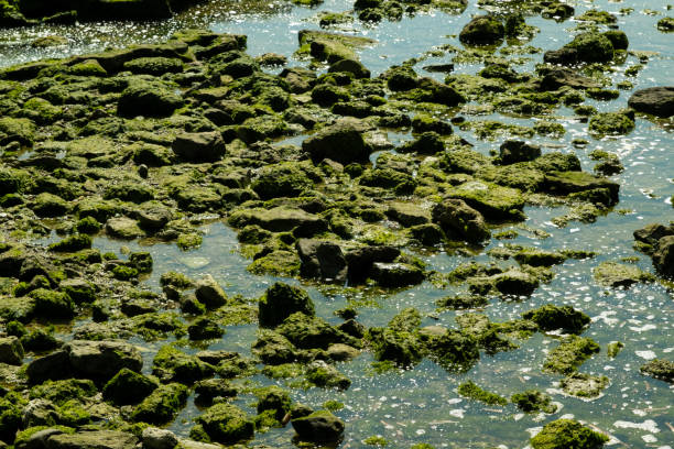 Free Stock Photo of Moss-Covered Rocks on the Shore | Download Free ...