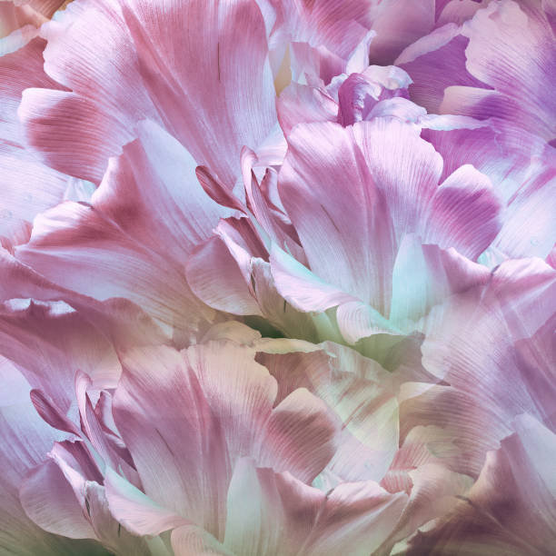 istock Tulips  flowers.    Floral  background .  Closeup.   Nature. 2154073976