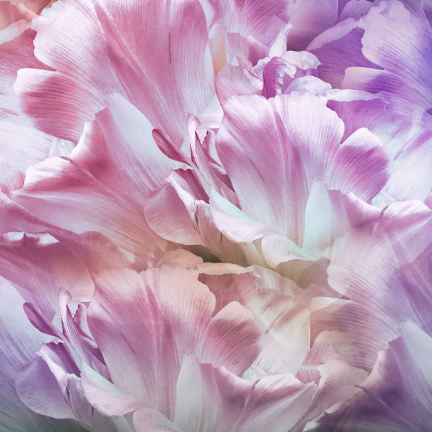 istock Tulips  flowers.    Floral  background .  Closeup.   Nature. 2154073997