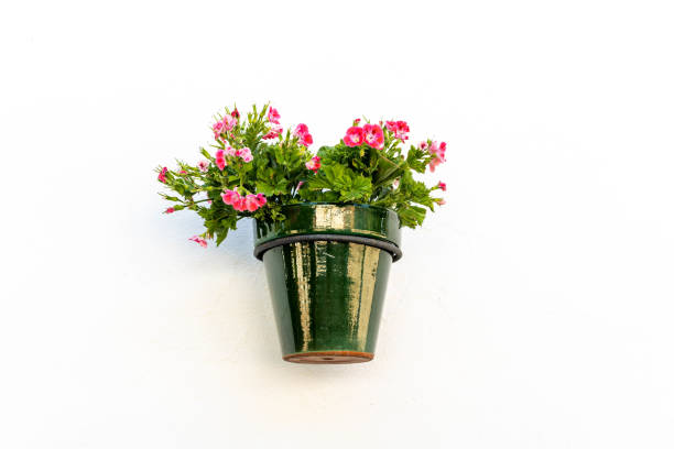 Pot with flowering plant hanging on a white wall