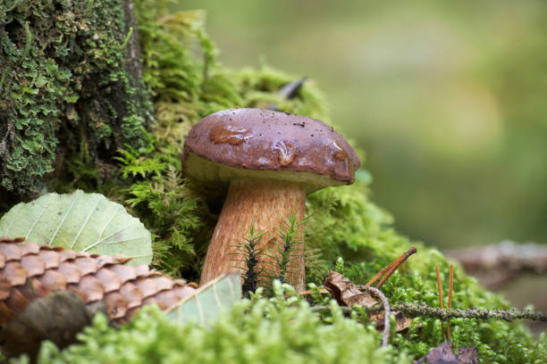 istock Boletus pinophilus mushroom growing in moss 2154074456