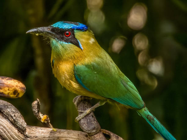 istock Lesson's Motmot (Momotus lessonii) in Costa Rica 2154074880
