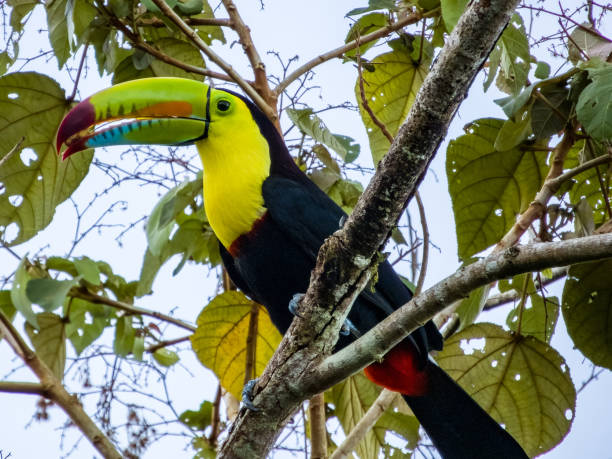 istock Keel-billed Toucan (Ramphastos sulfuratus) in Costa Rica 2154074902