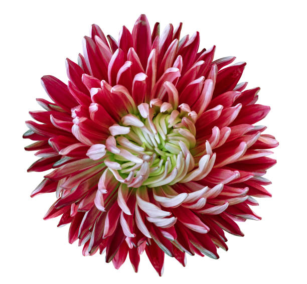 Close-up of a vibrant white and red dahlia flower in full bloom, showcasing layered petals and a bright yellow center. Shot outdoors with soft natural light and a blurred green background, this floral image is ideal for themes of nature, beauty, gardening, freshness, spring, summer, and botanical design.