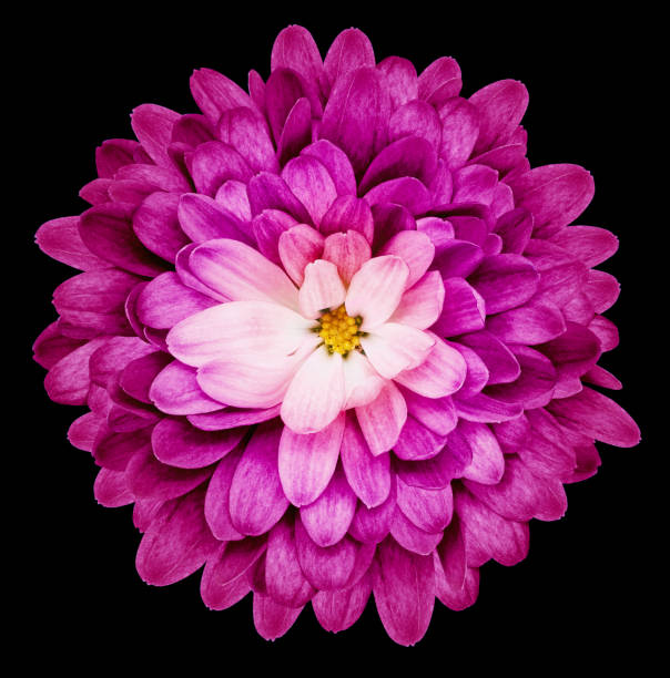 Chrysanthemum flower  on black  isolated background with clipping path. Closeup.   Nature.