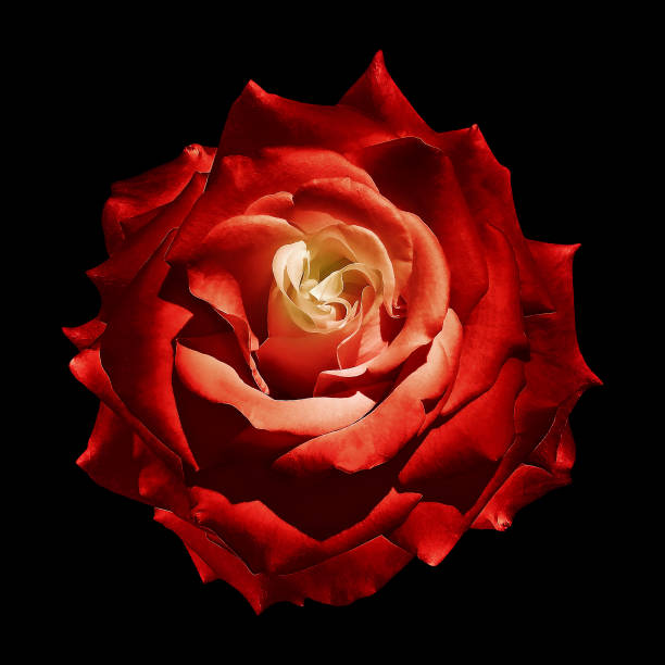 Red  Rose flower  on black   isolated background with clipping path. Closeup. For design.    Nature.
