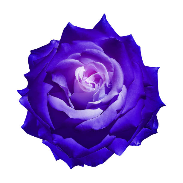 istock Rose flower  on white isolated background with clipping path. Closeup. For design. Nature. 2154075453