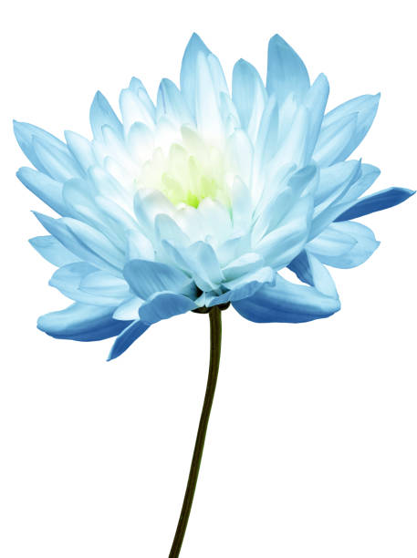 istock Chrysanthemum   flower  on   a white   isolated background with clipping path. Closeup. For design. Nature. 2154075464