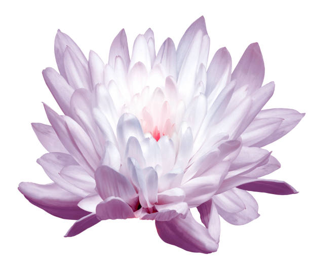 istock Chrysanthemum flower  on    white  isolated background with clipping path. Closeup.  Nature. 2154075568