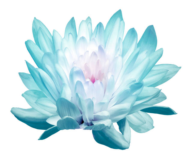 istock Chrysanthemum flower  on a   white  isolated background with clipping path. Closeup.  Nature. 2154075573
