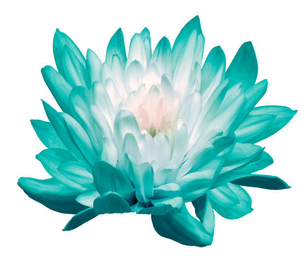 istock Chrysanthemum   flower  on    white  isolated background with clipping path. Closeup.  Nature. 2154075574