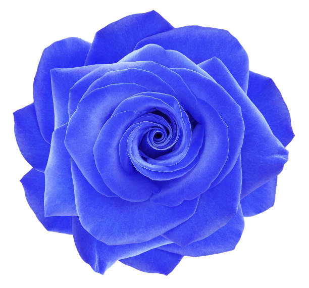 istock Blue rose flower  on  white   isolated background with clipping path. Closeup. For design. Nature. 2154075748
