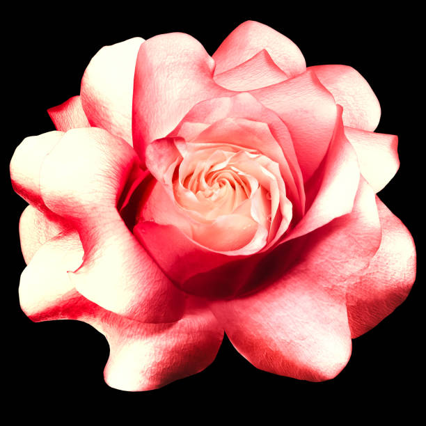 Rose flower  on black isolated background with clipping path. Closeup. For design. Nature.