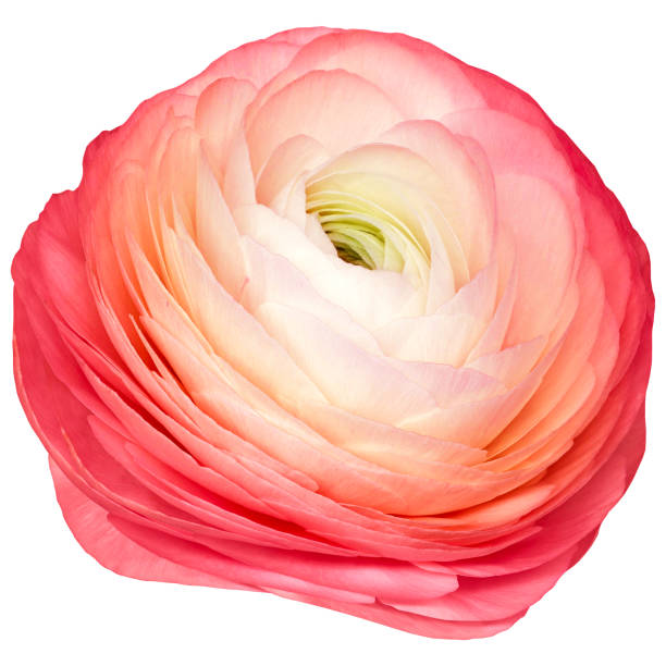 pink flower with black center on white background