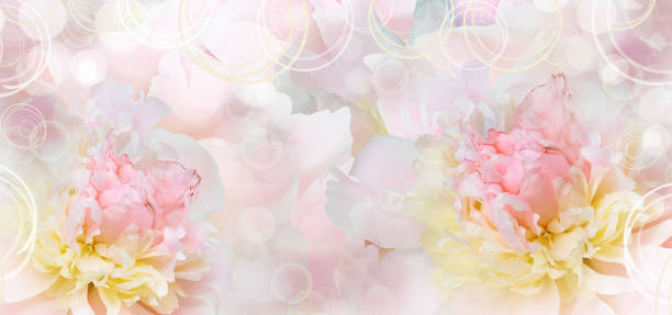 istock Pink  peony. Floral background. Closeup.  Nature. 2154077221