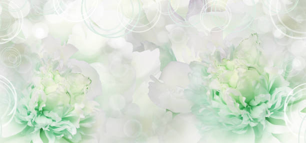 istock Green  peony. Floral background. Closeup.  Nature. 2154077231