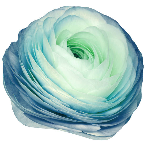 istock Rose  flower  on  a white isolated background with clipping path.  Closeup. For design. Studio shot.  Nature. 2154077561