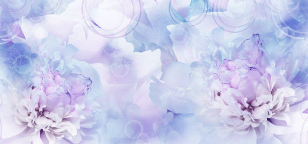 istock Peonies  flowers.   Floral  background. Closeup. Nature. 2154077650
