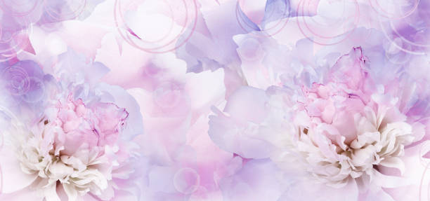 istock Peonies  flowers.   Floral  background. Closeup. Nature. 2154077657