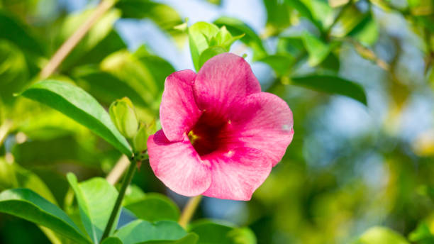 istock Allamanda blanchetii (purple allamanda, violet allamanda, Allamanda violacea). The stem fiber can be extracted which is very strong and silky white after chemical treatment 2154077749