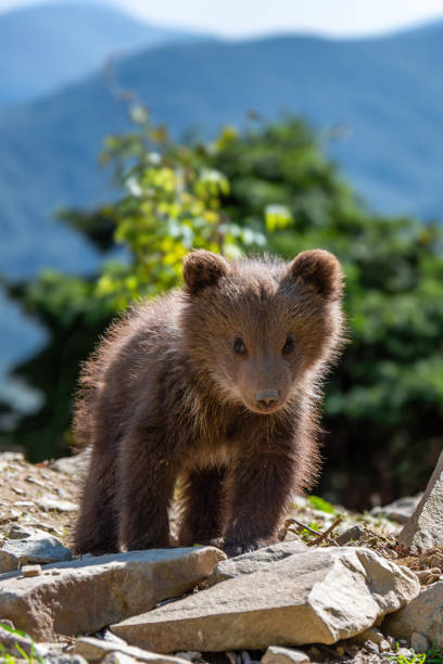 A young brown bear cub is seen in the wild, traversing a rocky hillside. The bear cub moves gracefully over the uneven terrain, showcasing its natural agility and curiosity