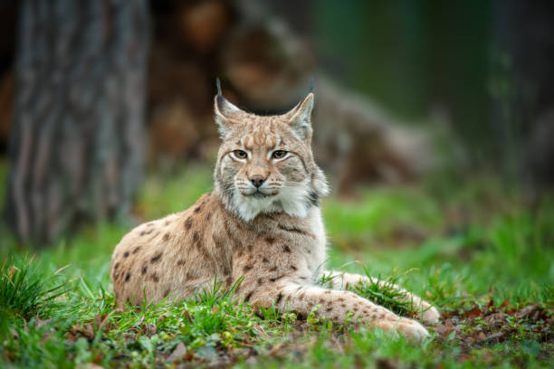 istock Lynx sitting in the grass in the woods 2154079484