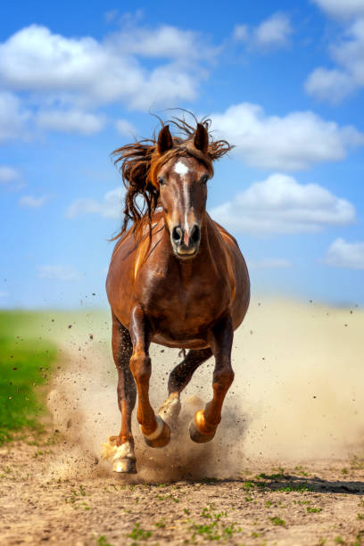 istock Brown horse running on dirt road 2154079486