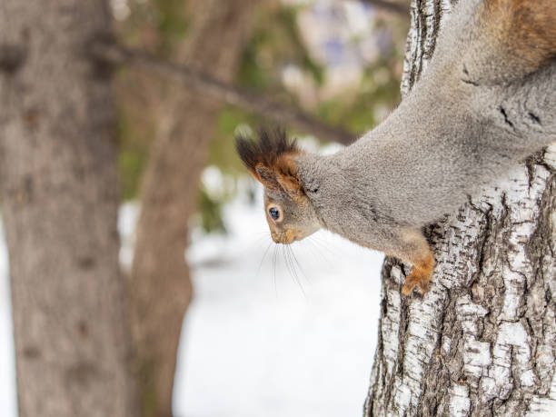 Squirrel in a tree looking cute.