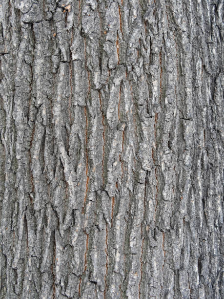istock Bark texture and background of a old tree trunk. Detailed bark texture. 2154080044
