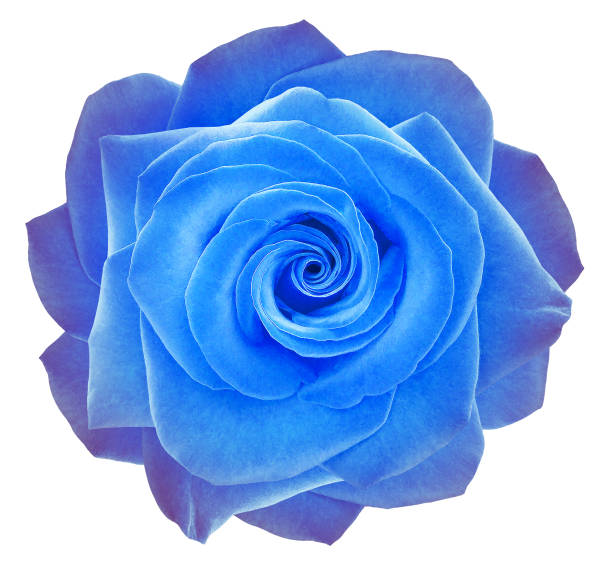 istock Blue   rose flower  on  white   isolated background with clipping path. Closeup. For design. Nature. 2154080611