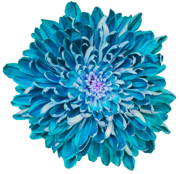 istock Chrysanthemum flower  on  a  white isolated background with clipping path. Closeup.  Nature. 2154080986