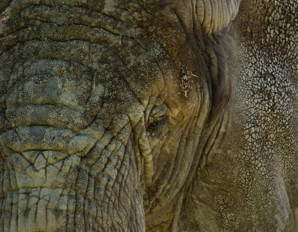 African elephant in the park
