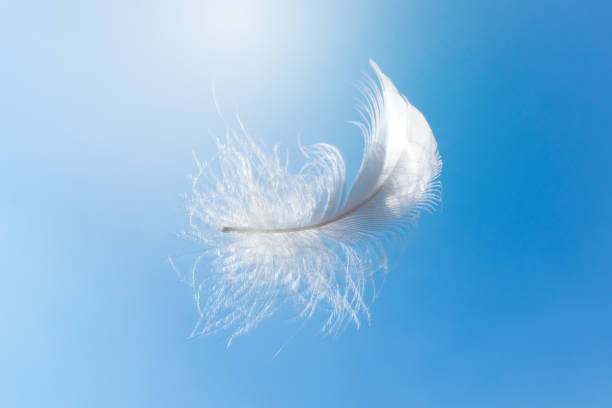 istock Abstract White Bird Feather Floating in The Sky. Softness of Feathers Falling in Heavenly. 2154081130