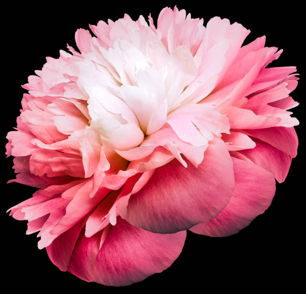 Peony flower  on  black isolated background with clipping path. Closeup. For design. Nature.