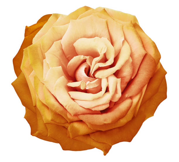 Rose flower  on  white   isolated background with clipping path. Closeup. For design. Nature.