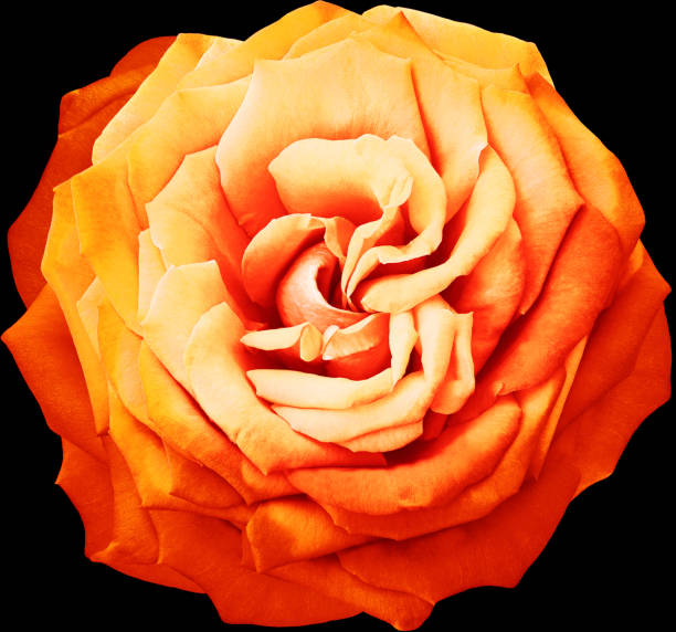 Red  Rose  flower  on  black isolated background with clipping path.  Closeup. For design. Studio shot.  Nature.