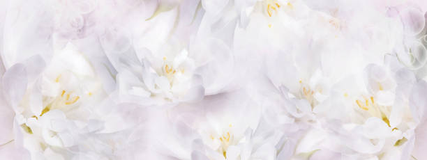 istock Jasmine  white  flowers.  Floral spring background.  Close-up.  Nature. 2154082928