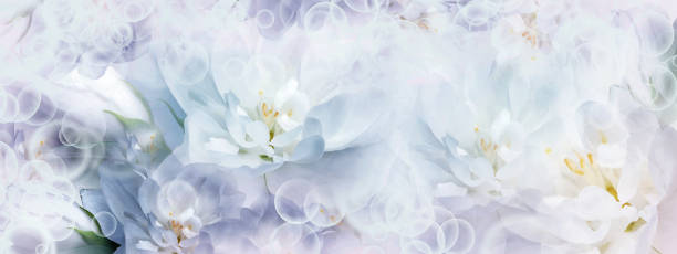 istock Jasmine  white  flowers.  Floral spring background.  Close-up.  Nature. 2154082934