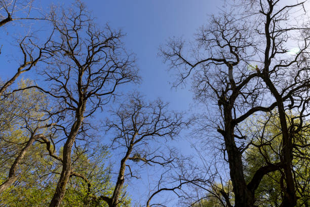 acacia tree in spring without foliage in the park, acacia branches without foliage on a blue sky background