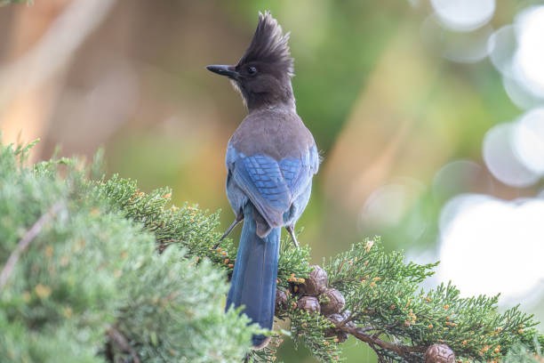 istock Steller's Jay perched on branch 2154083116