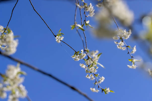 White Cherry Blossom With Morning Sunlight\n(Scanned film images)