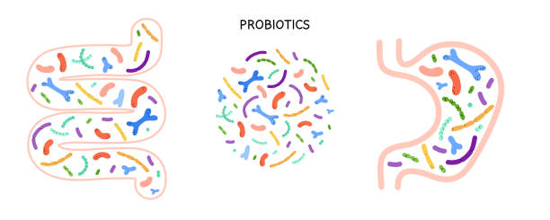 dạ dày ruột men vi sinh. microbiome và microbiota đầy màu sắc khác nhau. bifidobacterium và lactobacillus, bổ sung các yếu tố quảng cáo. sức khỏe đường tiêu hóa, phim hoạt hình vector minh họa bị cô lập - probiotic hình minh họa sẵn có