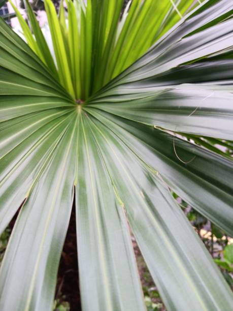 istock Gift of nature 2154084194