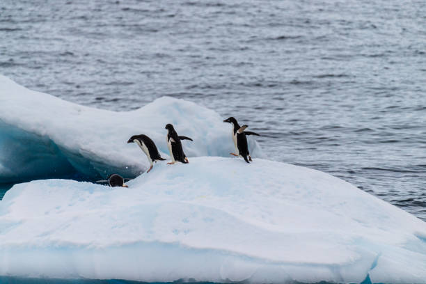 istock Adelie Penguins in Antarctica 2154090950
