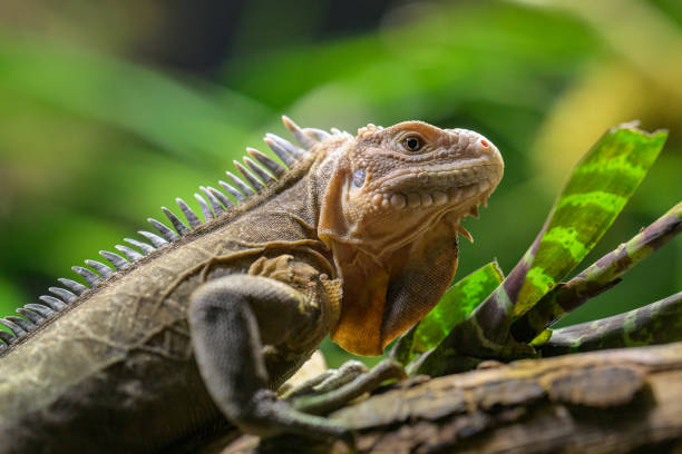 istock A Lesser Antillean iguana resting on a branch 2154090983