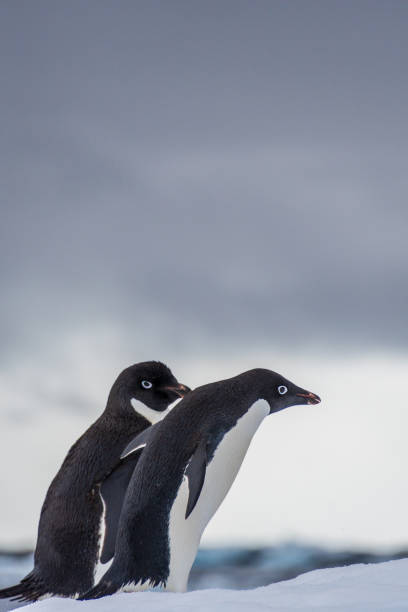 istock Adelie Penguin standing on an iceberg 2154090998