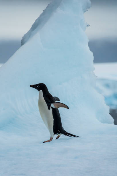 istock Adelie Penguin standing on an iceberg 2154091004