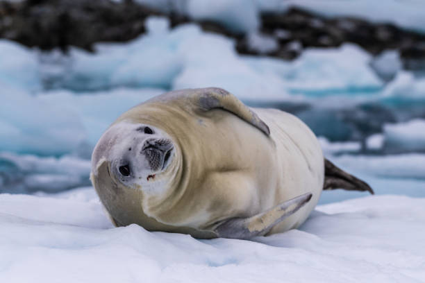 istock Crabeater Seal resting on a sheet of ice 2154091006